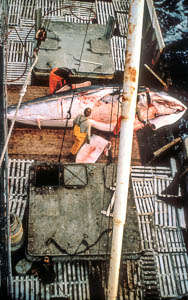 Whale hunting in the Barents Sea.